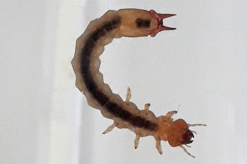 Réf. 293 853 : Pyrochroa coccinea